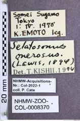 Etiketten zu Pristilophus onerosus (Lewis, 1894) (NHMW-ZOO-COL-0008370)